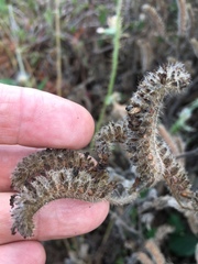 Phacelia malvifolia