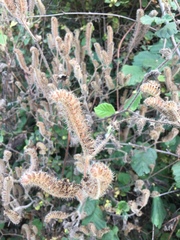 Phacelia malvifolia