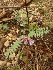 Astragalus bibullatus