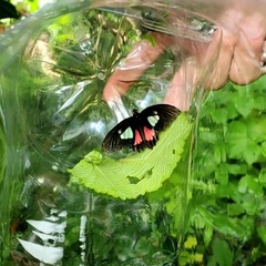 Parides eurimedes