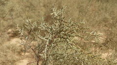 Cornulaca monacantha image