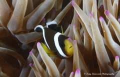 Amphiprion