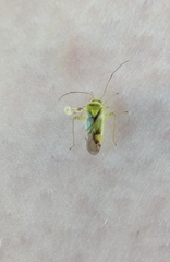 Neolygus contaminatus