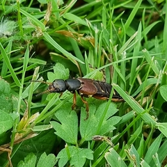 Staphylinus dimidiaticornis