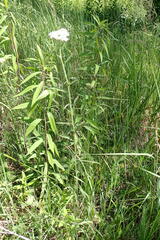 Achillea millefolium