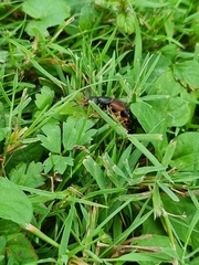 Staphylinus dimidiaticornis