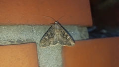 Lepidoptera