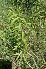 Solidago gigantea