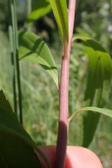 Solidago gigantea