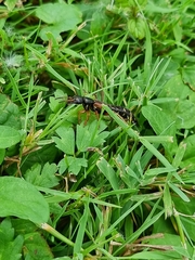 Staphylinus dimidiaticornis