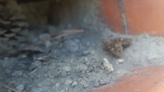 Lepidoptera