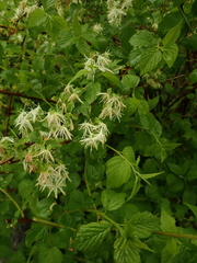 Neviusia alabamensis