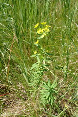 Euphorbia esula