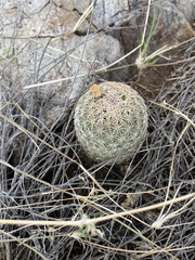 Echinomastus erectocentrus