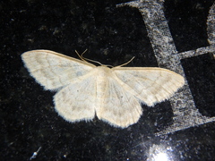 Idaea subsericeata