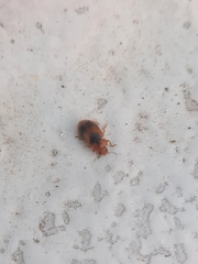 Coccidula scutellata