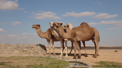 Dromedary Camel