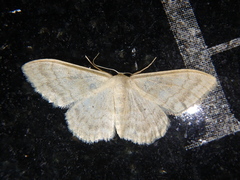 Idaea subsericeata