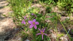 Sabatia angularis
