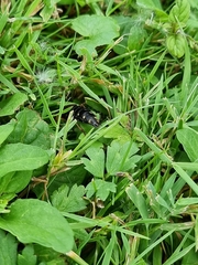 Staphylinus dimidiaticornis