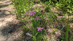 Sabatia angularis