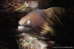 Gymnothorax thyrsoideus