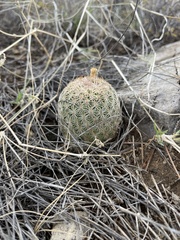 Echinomastus erectocentrus