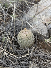 Echinomastus erectocentrus