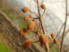 Paulownia tomentosa