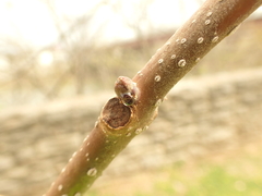 Paulownia tomentosa