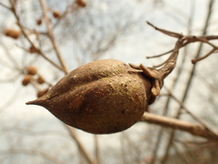 Paulownia tomentosa