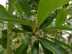 Tristaniopsis whiteana