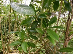 Tristaniopsis whiteana