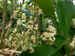 Tristaniopsis whiteana