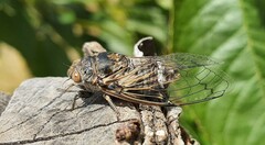 Cicadatra atra