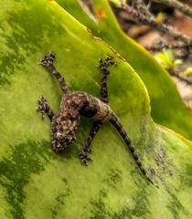Hemidactylus mabouia
