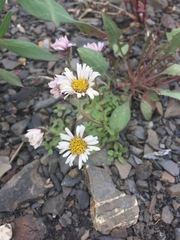 Erigeron denalii
