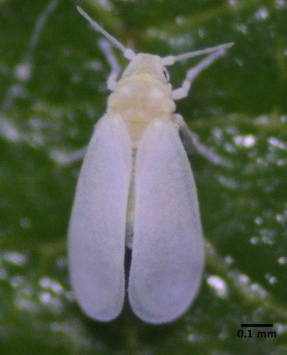 Greenhouse Whitefly photo 4