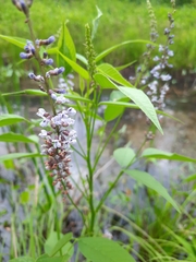 Orbexilum onobrychis