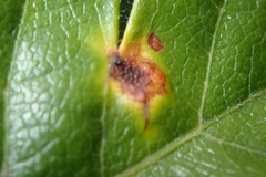 Gymnosporangium clavariiforme