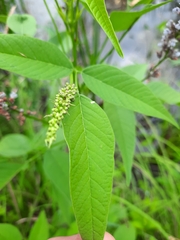 Orbexilum onobrychis