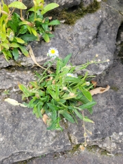 Erigeron philadelphicus provancheri