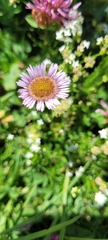 Erigeron alpinus