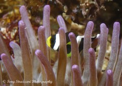 Amphiprion