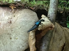 Philonthus caeruleipennis