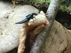 Philonthus caeruleipennis