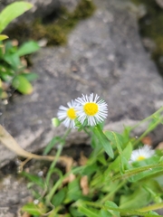 Erigeron philadelphicus provancheri