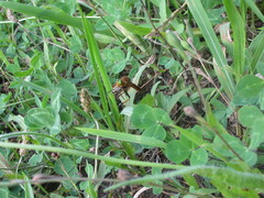 Cophinopoda