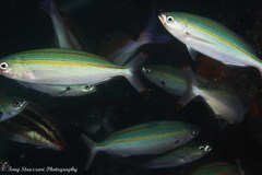 Pterocaesio digramma