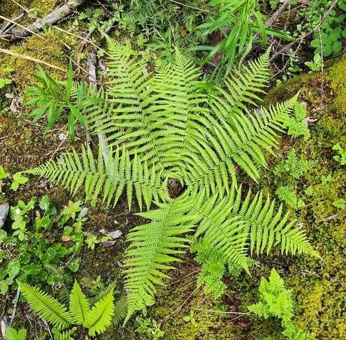 Dryopteris filix-mas